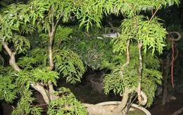 Cây đinh lăng - vị thuốc quý của người nghèo