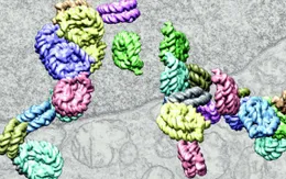 Lần đầu tiên tái dựng hình ảnh 3D của ADN