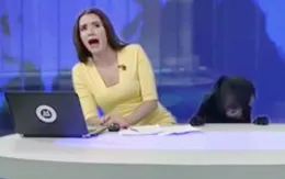Phấn khích vì được làm khách mời trên TV, chú chó này "phá" luôn bản tin thời sự
