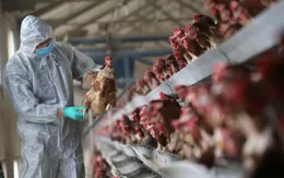 Trung Quốc: 140 ca tử vong do cúm A/H7N9 trong 2 tháng đầu năm