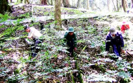 Quảng Nam: Phá án thành công vụ trộm 500 gốc sâm Ngọc Linh