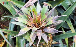 Vụ dứa chết bất thường ở Lào Cai: Doanh nghiệp đền bù hơn 2,6 tỷ đồng