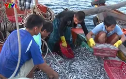 Ngư dân Khánh Hòa được mùa vụ cá Nam