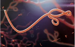 WHO tuyên bố chấm dứt dịch Ebola tại Congo