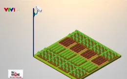 Camera giám sát tại vườn giúp người dùng yên tâm hơn về rau sạch