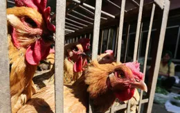 Ca nhiễm cúm H7N9 đầu tiên trong năm 2017 tại Đài Loan (Trung Quốc) tử vong