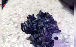 Phát hiện gạo nghi là gạo giả ở Đồng Tháp