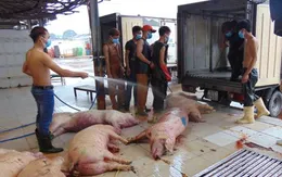 100% mẫu thịt heo, gà, vịt bị nhiễm khuẩn E.coli