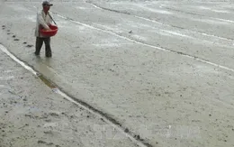 Phú Yên: Dứt điểm gieo sạ vụ lúa Đông Xuân 2016-2017 vào ngày 20/1