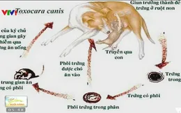 Bệnh giun đũa chó mèo gây nhiều biến chứng nguy hiểm
