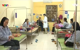 Nguy hại khi nhiễm ấu trùng giun chó mèo
