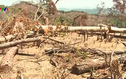 Bình Định: Phát hiện gỗ giống loại gỗ bị chặt phá ở khu rừng xã An Hưng