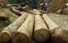 Kỷ luật nhiều cán bộ Lào Cai, Yên Bái để rừng phòng hộ bị tàn phá