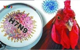 Việt Nam đối mặt nguy cơ lây nhiễm cao nhất khi H7N9 chuyển sang cực độc