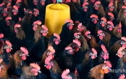 Virus H7N9 chuyển sang độc lực cao