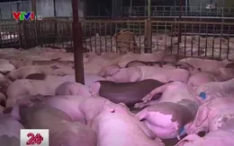 5.000 con lợn bị tiêm thuốc an thần: Cán bộ thú y tê liệt?