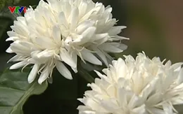 Chiêm ngưỡng vẻ đẹp tinh khôi của hoa cà phê