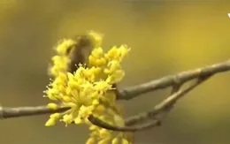 Sắc hoa Sơn thù du vàng óng làng quê Hàn Quốc