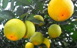 Hé lộ quy trình trồng cam Vinh