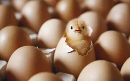 Kỳ lạ nghệ sĩ quyết “ấp trứng”… thành gà