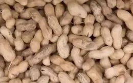 Trẻ em nên ăn lạc sớm để tránh dị ứng