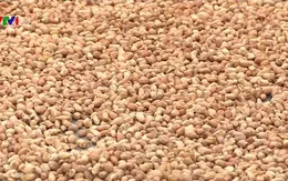 Làm rõ trách nhiệm vụ cung ứng lạc giống kém chất lượng