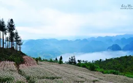 Chiêm ngưỡng thiên nhiên tươi đẹp vùng cao Hà Giang qua phim Việt "Lặng yên dưới vực sâu"