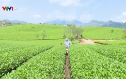 Loại bỏ chè bẩn theo tiêu chuẩn VietGAP