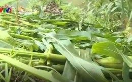 Quảng Bình khắc phục hậu quả lốc xoáy