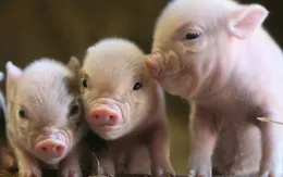 Cơ hội cấy ghép nội tạng lợn cho người