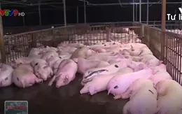 Đình chỉ 1 tổ trưởng, 2 tổ phó Thú y vụ tiêm thuốc an thần vào lợn