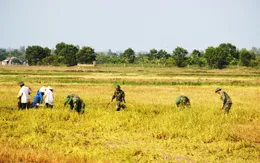 Thanh Hóa khẩn trương thu hoạch lúa mùa tránh bão