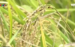 Giải pháp đền bù thiệt hại cho nông dân Cần Thơ