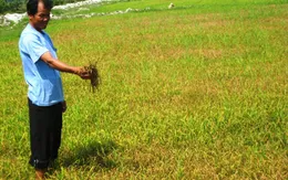 Quảng Bình: Hơn 1.000ha lúa nhiễm rầy lưng trắng