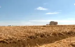 Châu Âu mất mùa lúa mì do nắng nóng