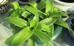 Những công dụng chữa bệnh tuyệt vời của cây lược vàng