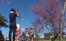 Chụp ảnh với mai anh đào đẹp quyến rũ tại Đà Lạt