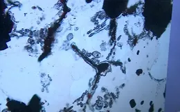 Tìm thấy mẫu hóa thạch được coi là dấu hiệu đầu tiên của sự sống tại Canada