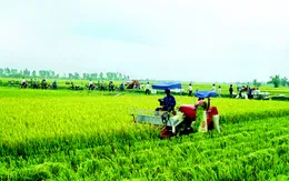 Chính phủ phê duyệt đề án tái cơ cấu nông nghiệp