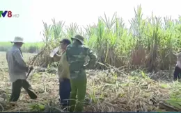 Khánh Hòa: Triển khai thu mua mía cho nông dân