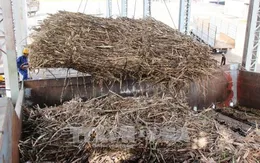 Tây Ninh: Gần 500 ha mía bị đốt cháy trước kỳ thu hoạch