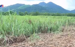 Nông dân "đứng ngồi không yên" vì 1.000 tấn mía vẫn nằm ruộng