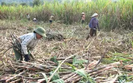 Nông dân miền Trung, Tây Nguyên điêu đứng vì mía và bí đỏ