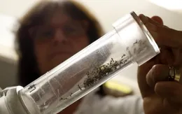 Mỹ: Florida thả 20.000 con muỗi biến đổi gen để chống Zika