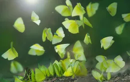 Hàng triệu bươm bướm bay rợp trời Tây Nguyên