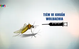Sẽ thả muỗi trừ sốt xuất huyết ra ngoại thành Nha Trang