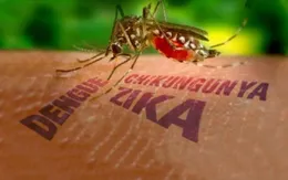 Khánh Hòa chưa thả muỗi phòng chống sốt xuất huyết và Zika