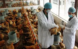 Cúm A/H5N1 bùng phát ở biên giới, Tây Ninh phòng dịch khẩn cấp