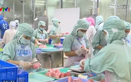 Xuất khẩu cá ngừ sang EU tăng 32%