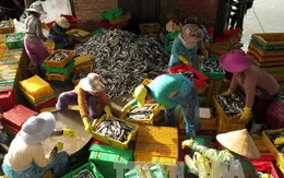 Ngư dân Quảng Ngãi được mùa biển đầu năm